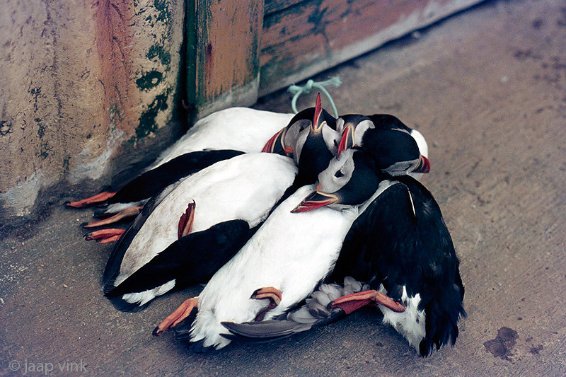Catch of the day - Vangst van de dag