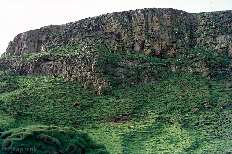 Atlantic Puffin burrows- Papegaaiduiker nestholen