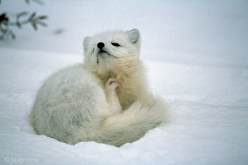Arctic Fox - Poolvos - Alopex lagopus