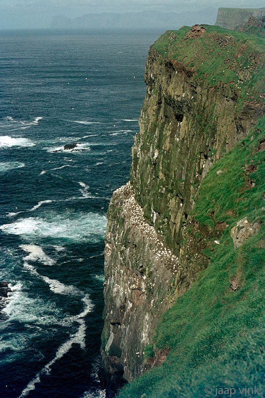 Breeding Northern Gannets on a cliff ridge - Broedende Jan-van-Genten op een klifrand
