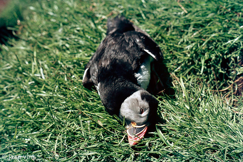 Catching Atlantic Puffins - Papegaaiduikers vangen