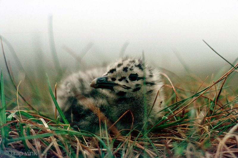 Gull chick - Meeuw nestjong