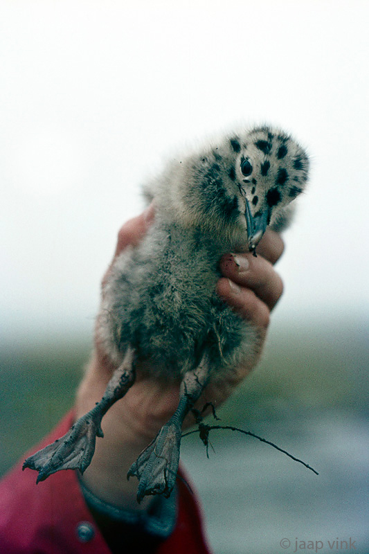 Gull chick - Meeuw nestjong
