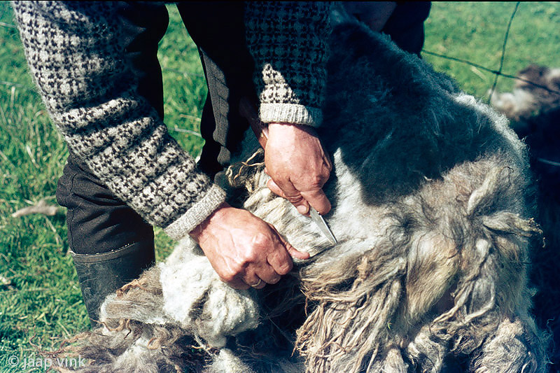 Sheep shearing with knife - Schapen scheren met mes