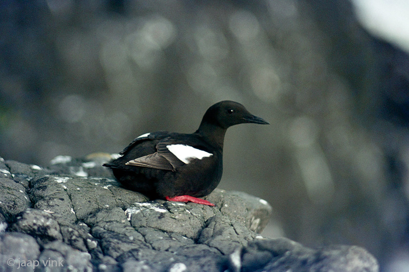Black Guillemot - Zwarte Zeekoet - Cepphus grylle