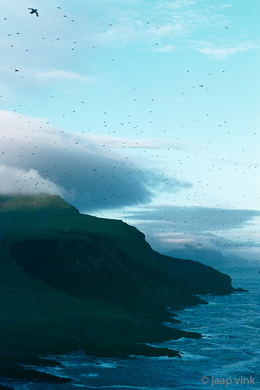 Atlantic Puffins - Papegaaiduikers - Fratercula arctica