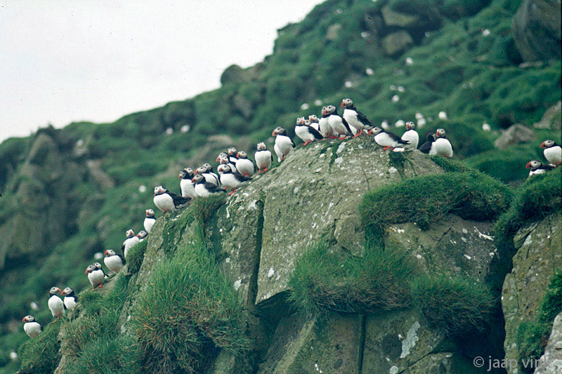 Atlantic Puffins - Papegaaiduikers - Fratercula arctica