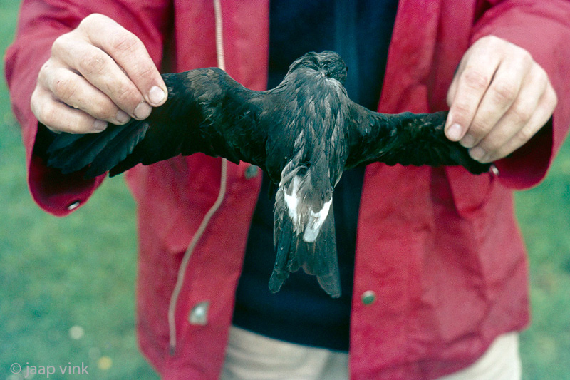 Leachs storm-petrel - Vaal Stormvogeltje - Oceanodroma leucorhoa