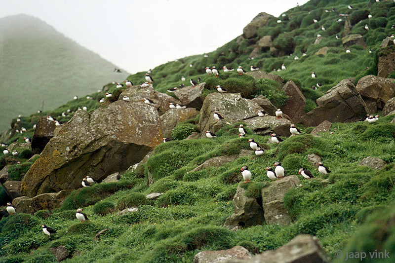 Atlantic Puffins - Papegaaiduikers - Fratercula arctica