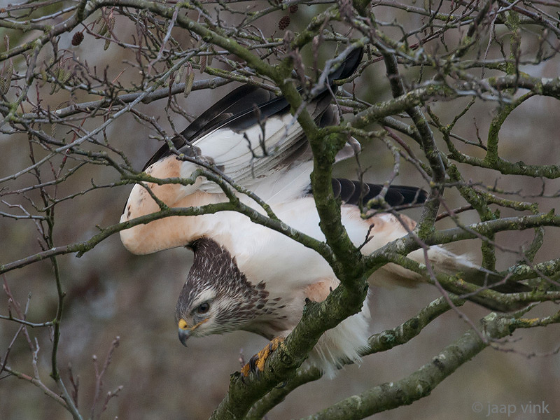 Common Buzzard - Buizerd - Buteo buteo