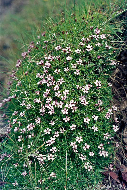 Moss Campion - Stengelloze Silene- Silene acaulis