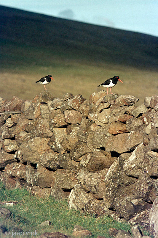 Oystercatchers - Scholeksters