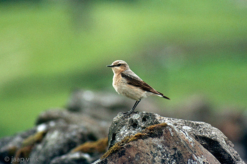 Northern Wheatear - Tapuit - Oenanthe oenanthe