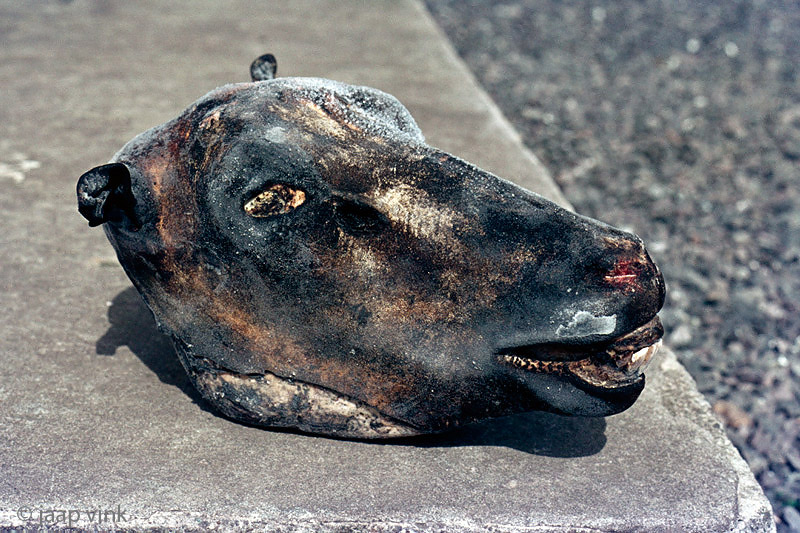 Sheeps head - Schaapskop