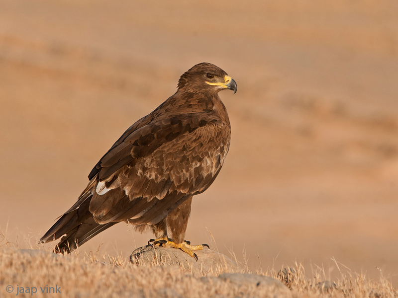 Steppe Eagle - Steppearend - Aquila nipalensis