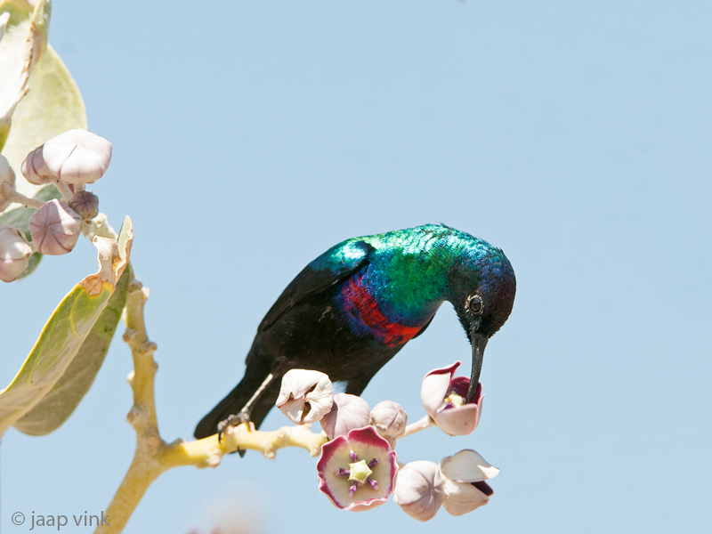 Shining Sunbird - Glanshoningzuiger - Cinnyris habessinicus