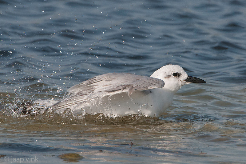 Gull-billed Tern - Lachstern - Gelochelidon nilotica