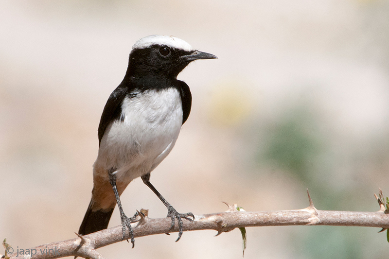 South Arabian Wheatear - Arabische Rouwtapuit - Oenanthe lugentoides