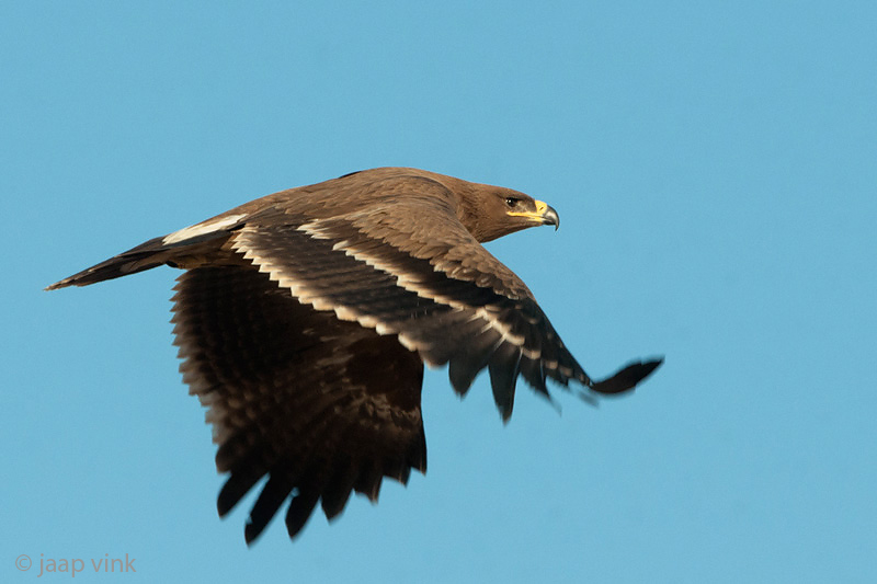 Steppe Eagle - Steppearend - Aquila nipalensis