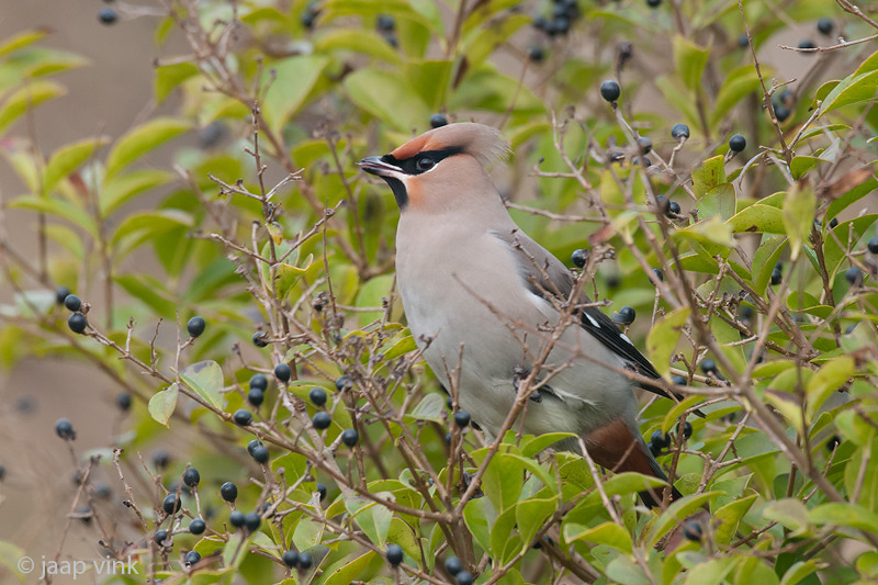 Bohemian Waxwing - Pestvogel - Bombycilla garrulus