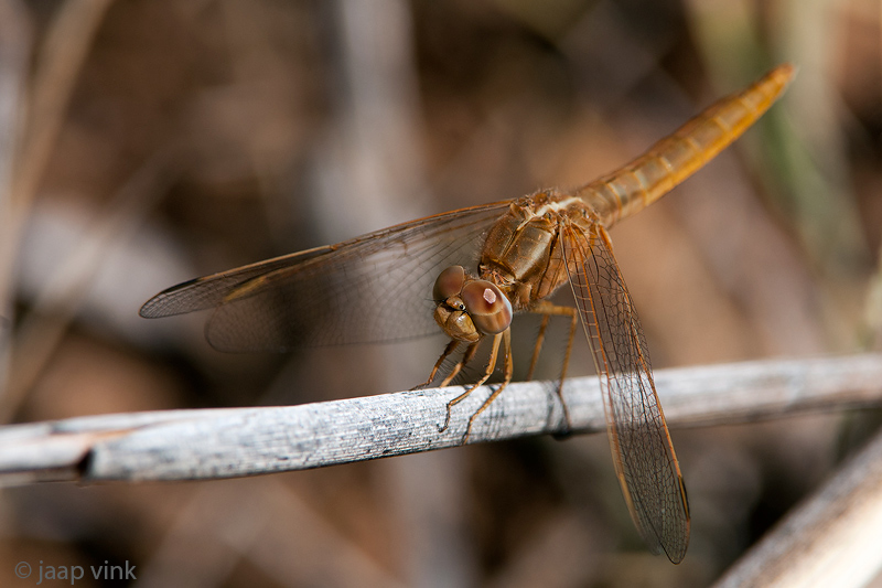 Broad Scarlet - Rode Vuurlibel - Crocothemis erythraea