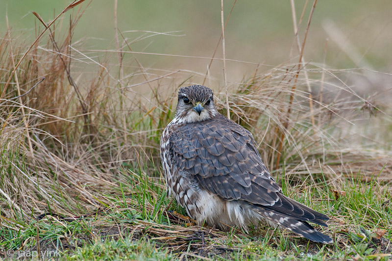 Merlin - Smelleken - Falco columbarius