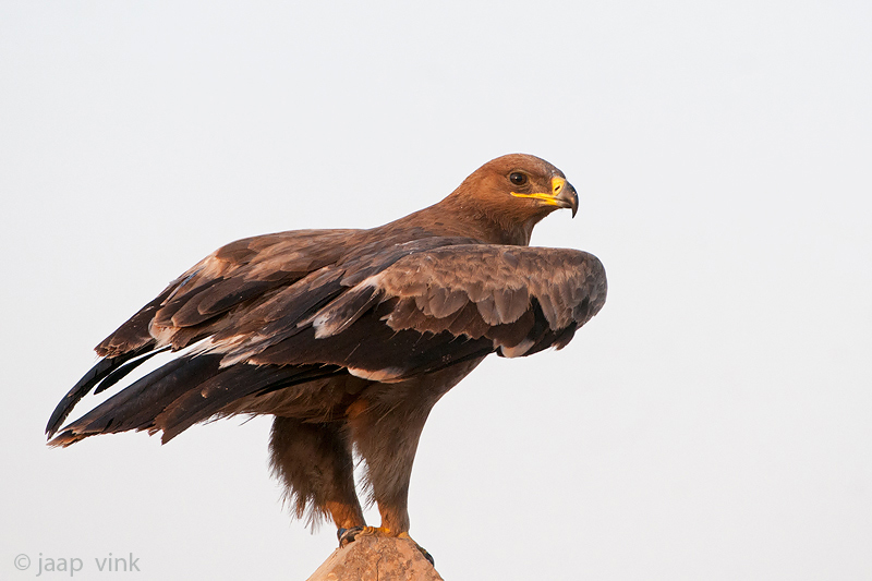 Steppe Eagle - Steppearend - Aquila nipalensis