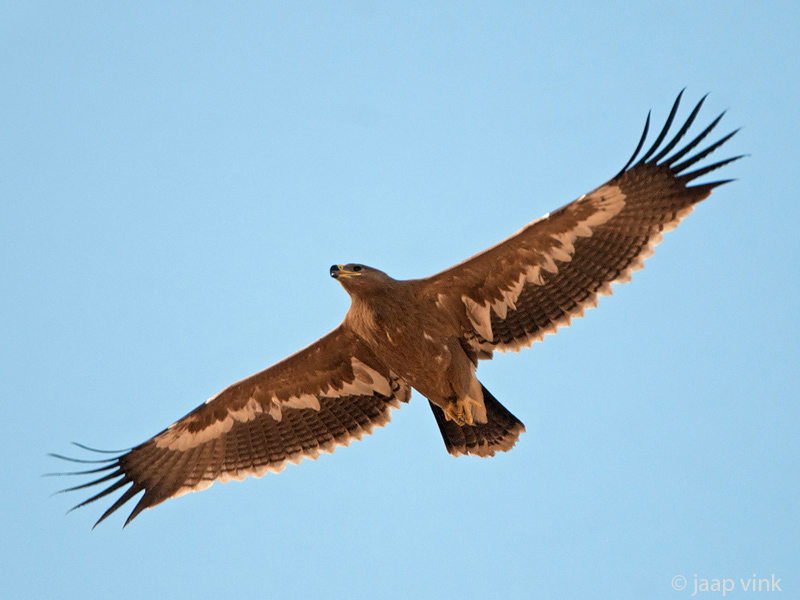 Steppe Eagle - Steppearend - Aquila nipalensis