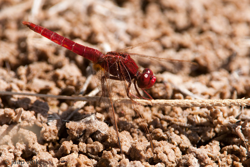 Broad Scarlet - Rode Vuurlibel - Crocothemis erythraea