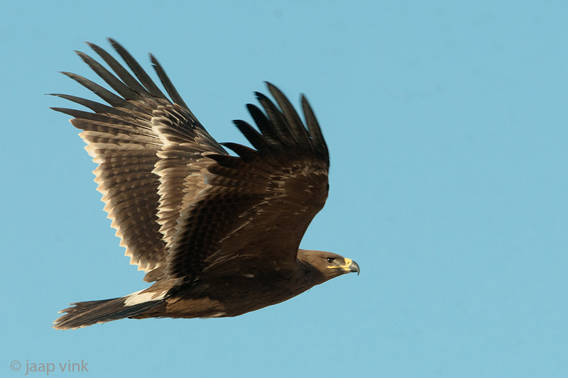 Steppe Eagle - Steppearend - Aquila nipalensis