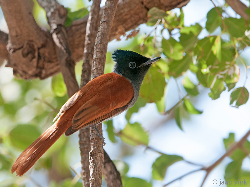 African Paradise Flycatcher - Afrikaanse Paradijsmonarch - Terpsiphone viridis