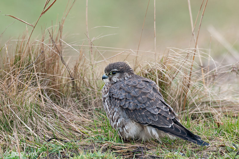 Merlin - Smelleken - Falco columbarius