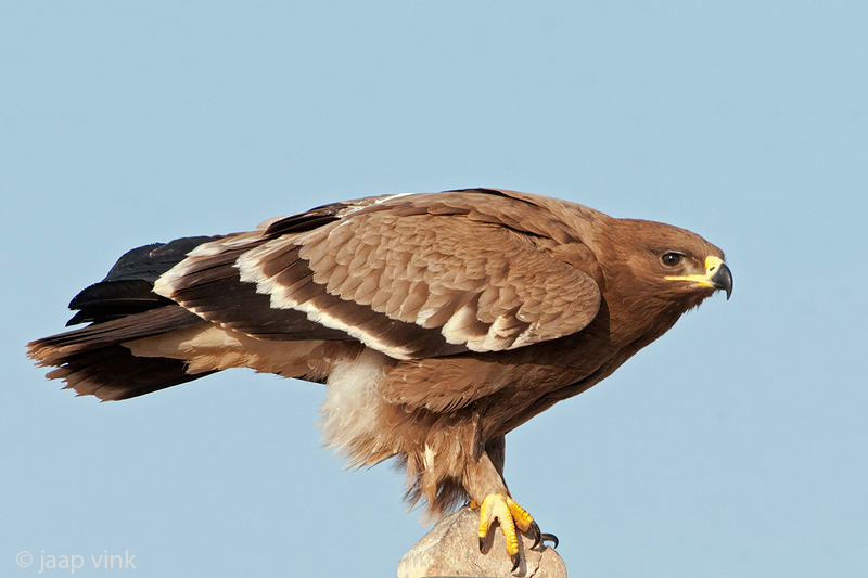 Steppe Eagle - Steppearend - Aquila nipalensis