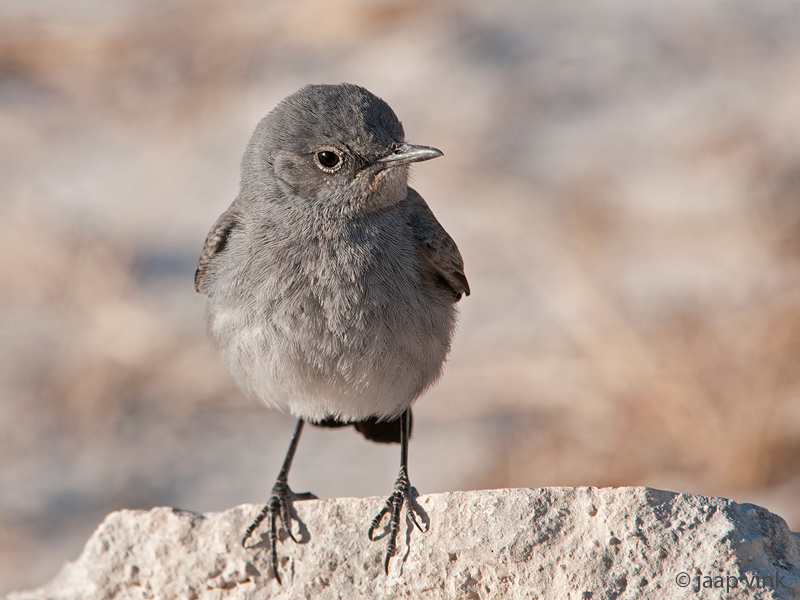 Blackstart - Zwartstaart - Oenanthe melanura