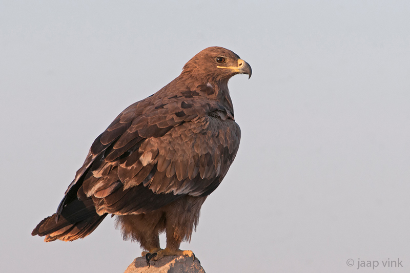 Steppe Eagle - Steppearend - Aquila nipalensis