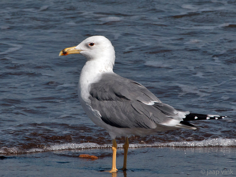 Steppe Gull - Barabameeuw - Larus fuscus barabensis