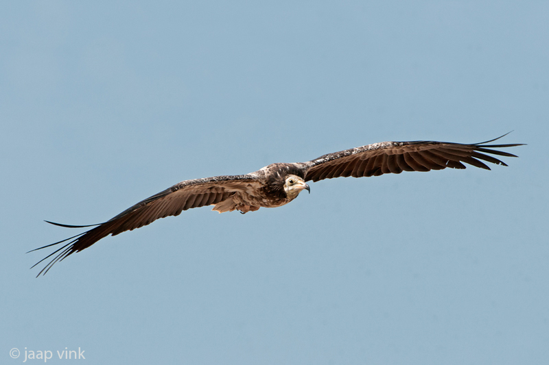 Egyptian Vulture - Aasgier - Neophron percnopterus