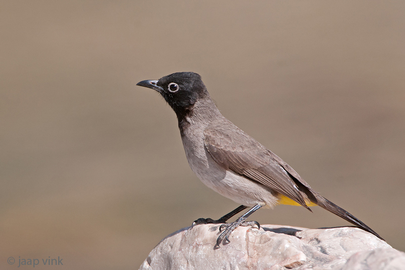 White-spectacled Bulbul - Arabische Buulbuul - Pycnonotus xanthopygos