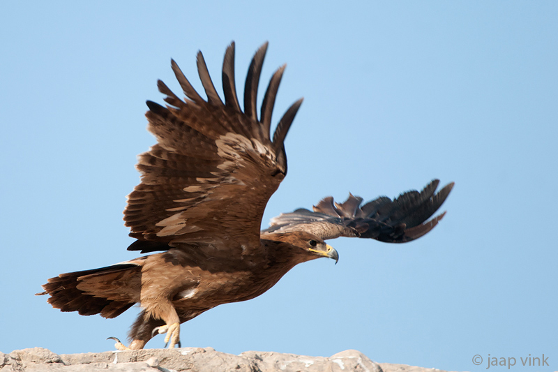 Steppe Eagle - Steppearend - Aquila nipalensis