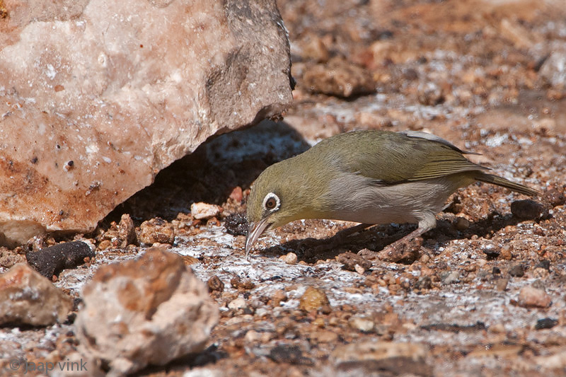 Abyssinian White-eye - Somalische Brilvogel - Zosterops abyssinicus