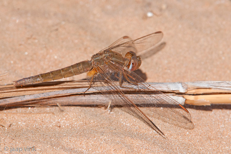 Broad Scarlet - Rode Vuurlibel - Crocothemis erythraea