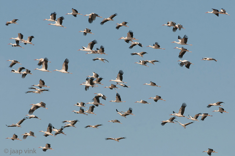 White Stork - Ooievaar - Ciconia ciconia