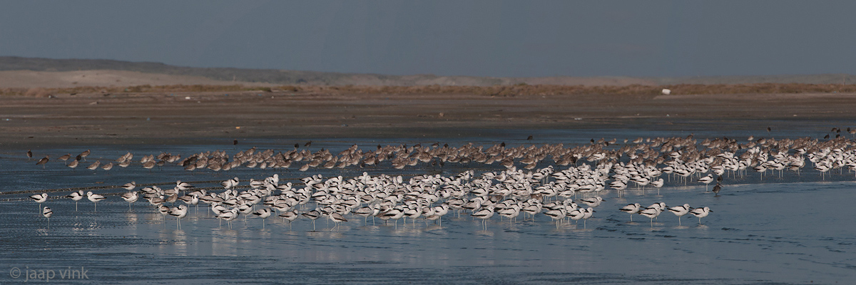 Crab Plover - Krabplevier - Dromas ardeola