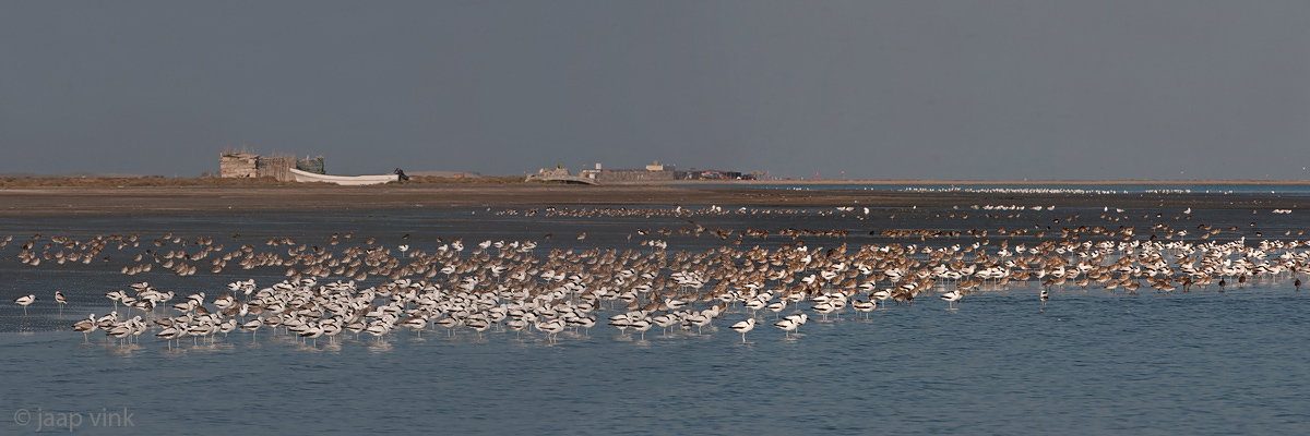 Crab Plover - Krabplevier - Dromas ardeola