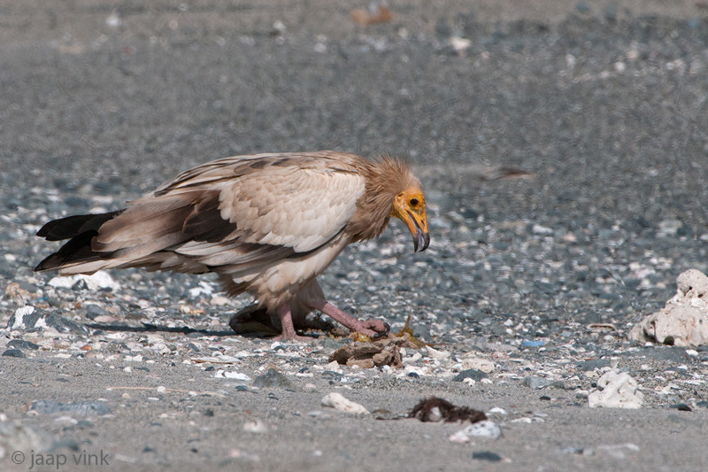 Egyptian Vulture - Aasgier - Neophron percnopterus