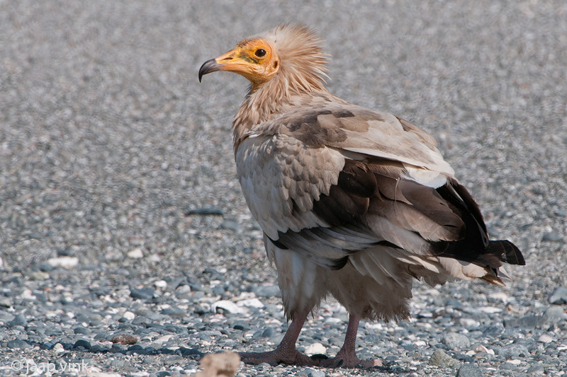 Egyptian Vulture - Aasgier - Neophron percnopterus