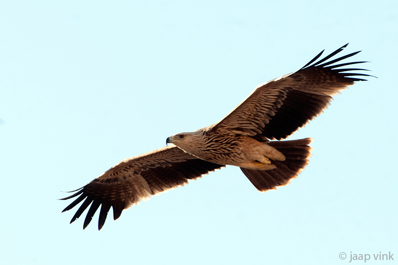 Eastern Imperial Eagle - Keizerarend - Aquila heliaca