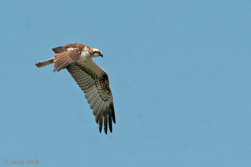 Osprey - Visarend - Pandion haliaetus