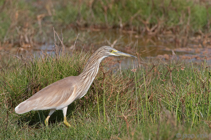 Squacco Heron - Ralreiger - Ardeola ralloides