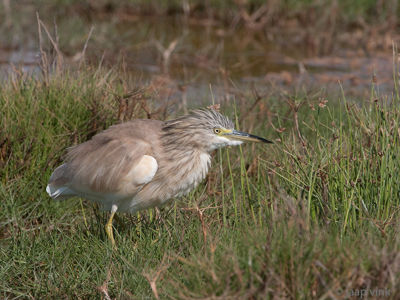 Squacco Heron - Ralreiger - Ardeola ralloides